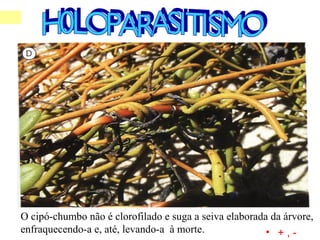 O cipó-chumbo não é clorofilado e suga a seiva elaborada da árvore,
enfraquecendo-a e, até, levando-a à morte. • + , -
 