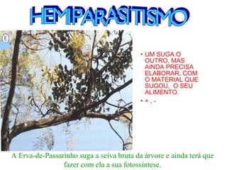 • UM SUGA O
OUTRO, MAS
AINDA PRECISA
ELABORAR, COM
O MATERIAL QUE
SUGOU, O SEU
ALIMENTO.
• + , -
A Erva-de-Passarinho suga a seiva bruta da árvore e ainda terá que
fazer com ela a sua fotossíntese.
 