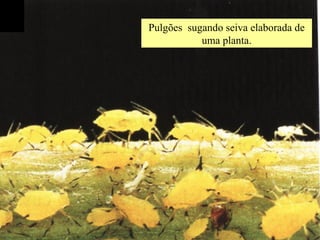 Pulgões sugando seiva elaborada de
uma planta.
 