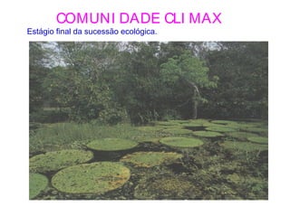 COMUNI DADE CLI MAX
Estágio final da sucessão ecológica.
 