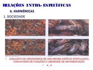 RELAÇÕES INTRA- ESPECÍFICAS
A. HARMÔNICAS
1. SOCIEDADE
• CONJUNTO DE ORGANISMOS DE UMA MESMA ESPÉCIE (POPULAÇÃO)
COM DIVISÃO DE FUNÇÕES E LIBERDADE DE MOVIMENTAÇÃO
• + , +
 