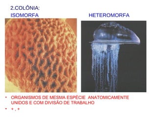 2.COLÔNIA:
ISOMORFA HETEROMORFA
• ORGANISMOS DE MESMA ESPÉCIE ANATOMICAMENTE
UNIDOS E COM DIVISÃO DE TRABALHO
• + , +
 