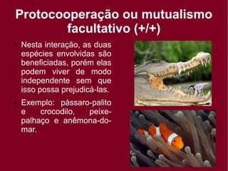 Protocooperação ou mutualismo
facultativo (+/+)
● Nesta interação, as duas
espécies envolvidas são
beneficiadas, porém elas
podem viver de modo
independente sem que
isso possa prejudicá-las.
● Exemplo: pássaro-palito
e crocodilo, peixe-
palhaço e anêmona-do-
mar.
 