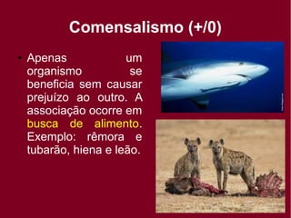 Comensalismo (+/0)
● Apenas um
organismo se
beneficia sem causar
prejuízo ao outro. A
associação ocorre em
busca de alimento.
Exemplo: rêmora e
tubarão, hiena e leão.
 