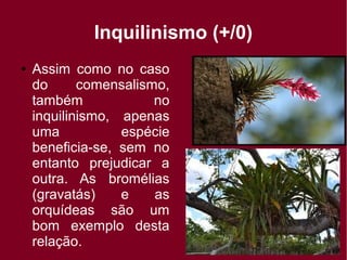 Inquilinismo (+/0)
● Assim como no caso
do comensalismo,
também no
inquilinismo, apenas
uma espécie
beneficia-se, sem no
entanto prejudicar a
outra. As bromélias
(gravatás) e as
orquídeas são um
bom exemplo desta
relação.
 