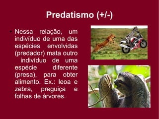 Predatismo (+/-)
● Nessa relação, um
indivíduo de uma das
espécies envolvidas
(predador) mata outro
indivíduo de uma
espécie diferente
(presa), para obter
alimento. Ex.: leoa e
zebra, preguiça e
folhas de árvores.
 