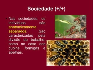 Sociedade (+/+)
● Nas sociedades, os
indivíduos são
anatomicamente
separados. São
caracterizadas pela
divisão de trabalho,
como no caso dos
cupins, formigas e
abelhas.
 