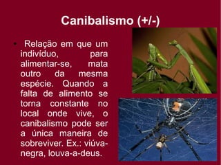 Canibalismo (+/-)
● Relação em que um
indivíduo, para
alimentar-se, mata
outro da mesma
espécie. Quando a
falta de alimento se
torna constante no
local onde vive, o
canibalismo pode ser
a única maneira de
sobreviver. Ex.: viúva-
negra, louva-a-deus.
 