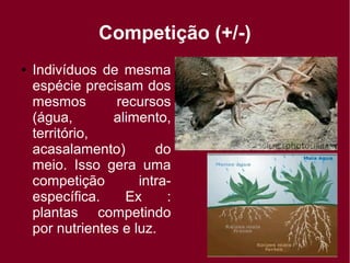 Competição (+/-)
● Indivíduos de mesma
espécie precisam dos
mesmos recursos
(água, alimento,
território,
acasalamento) do
meio. Isso gera uma
competição intra-
específica. Ex :
plantas competindo
por nutrientes e luz.
 