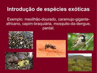 Introdução de espécies exóticas
Exemplo: mexilhão-dourado, caramujo-gigante-
africano, capim-braquiária, mosquito-da-dengue,
pardal.
 