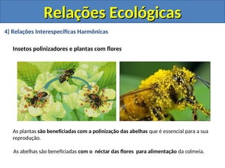 4) Relações Interespecíficas Harmônicas
Insetos polinizadores e plantas com flores
As plantas são beneficiadas com a polinização das abelhas que é essencial para a sua
reprodução.
As abelhas são beneficiadas com o néctar das flores para alimentação da colmeia.
Relações Ecológicas
Relações Ecológicas
 