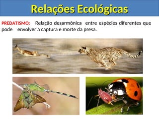 PREDATISMO: Relação desarmônica entre espécies diferentes que
pode envolver a captura e morte da presa.
Relações Ecológicas
Relações Ecológicas
 