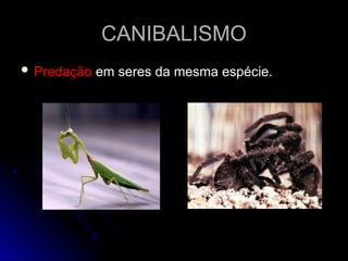 CANIBALISMO
CANIBALISMO
 Predação
Predação em seres da mesma espécie.
em seres da mesma espécie.
 