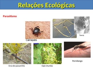 Parasitismo
Erva-de-passarinho Cipó chumbo
Pernilongo
Relações Ecológicas
Relações Ecológicas
 