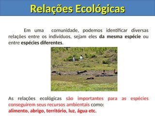 Em uma comunidade, podemos identificar diversas
relações entre os indivíduos, sejam eles da mesma espécie ou
entre espécies diferentes.
As relações ecológicas são importantes para as espécies
conseguirem seus recursos ambientais como:
alimento, abrigo, território, luz, água etc.
Relações Ecológicas
Relações Ecológicas
 