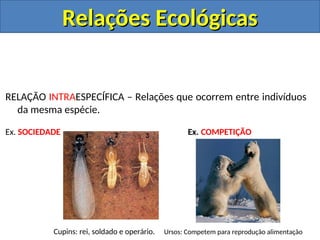 RELAÇÃO INTRAESPECÍFICA – Relações que ocorrem entre indivíduos
da mesma espécie.
Ex. SOCIEDADE Ex. COMPETIÇÃO
Cupins: rei, soldado e operário. Ursos: Competem para reprodução alimentação
Relações Ecológicas
Relações Ecológicas
 