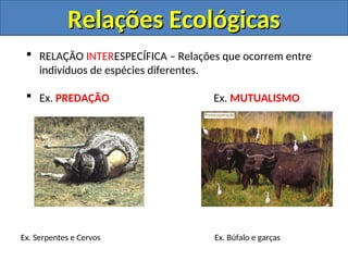  RELAÇÃO INTERESPECÍFICA – Relações que ocorrem entre
indivíduos de espécies diferentes.
 Ex. PREDAÇÃO Ex. MUTUALISMO
Ex. Serpentes e Cervos Ex. Búfalo e garças
Relações Ecológicas
Relações Ecológicas
 