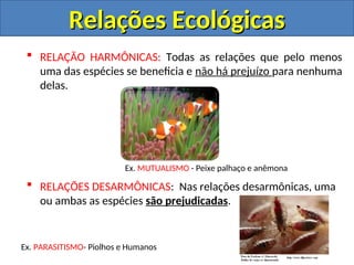  RELAÇÃO HARMÔNICAS: Todas as relações que pelo menos
uma das espécies se beneficia e não há prejuízo para nenhuma
delas.
Ex. MUTUALISMO - Peixe palhaço e anêmona
 RELAÇÕES DESARMÔNICAS: Nas relações desarmônicas, uma
ou ambas as espécies são prejudicadas.
Ex. PARASITISMO- Piolhos e Humanos
Relações Ecológicas
Relações Ecológicas
 