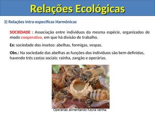 3) Relações Intra-específicas Harmônicas
SOCIEDADE : Associação entre indivíduos da mesma espécie, organizados de
modo cooperativo, em que há divisão de trabalho.
Ex: sociedade dos insetos: abelhas, formigas, vespas.
Obs.: Na sociedade das abelhas as funções dos indivíduos são bem definidas,
havendo três castas sociais: rainha, zangão e operárias.
Relações Ecológicas
Relações Ecológicas
 