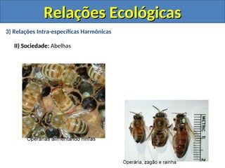 3) Relações Intra-específicas Harmônicas
II) Sociedade: Abelhas
Relações Ecológicas
Relações Ecológicas
 