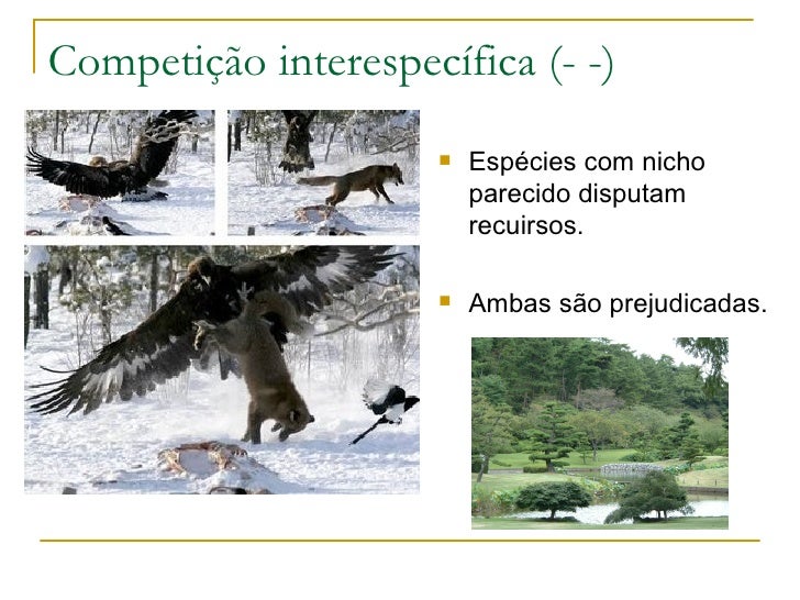 RelaçõEs EcolóGicas InterespecíFicas