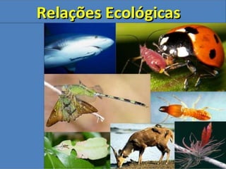 relações ecológicas 1.pdf