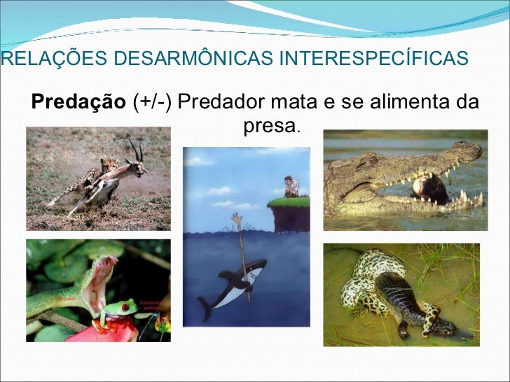 Relações ecológicas 2