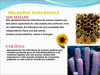 RELAÇÕES ECOLÓGICAS SOCIEDADE COLÔNIA São agrupamentos de indivíduos da mesma espécie que têm plena capacidade de vida isolada mas preferem viver  na coletividade. Os indivíduos de uma sociedade têm  independência física uns dos outros. Insetos sociais:Abelhas, cupins e formigas. Agrupamento de indivíduos da mesma espécie que revelam profundo grau de interdependência e se mostram ligados uns aos outros, sendo-lhes impossível a vida quando isolados do conjuntos, podendo ou não ocorrer divisão do trabalho.  