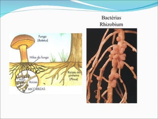 Bactérias Rhizobium 
