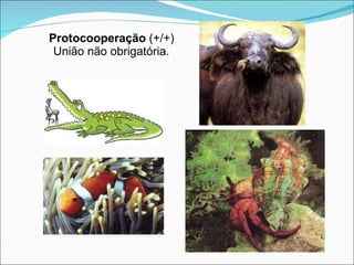 Protocooperação  (+/+) União não obrigatória. 