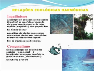 RELAÇÕES ECOLÓGICAS HARMÔNICAS  Inquilinismo Comensalismo Associação em que apenas uma espécie (inquilino) se beneficia, procurando abrigo ou suporte no corpo de outra espécie (hospedeiro), sem prejudicá-lo.  Ex: Pepino-do-mar As epífitas são plantas que crescem sobre outras plantas sem parasitá-las, usando-as apenas como suporte.  Ex.: as orquídeas e as bromélias.  É uma associação em que uma das espécies — a comensal — é beneficiada, sem causar benefício ou prejuízo ao outro (não-comensal).  Ex:Tubarão e rêmora 