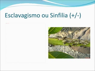 Esclavagismo ou Sinfilia (+/-) 