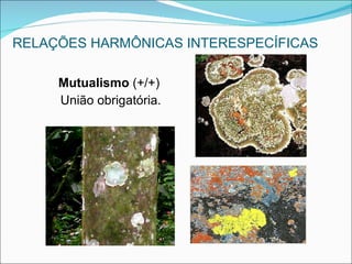 RELAÇÕES HARMÔNICAS INTERESPECÍFICAS Mutualismo  (+/+)  União obrigatória. 