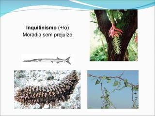 Inquilinismo  (+/o)  Moradia sem prejuízo. 