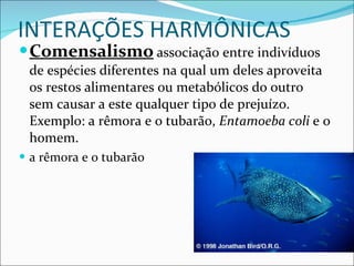 INTERAÇÕES HARMÔNICAS Comensalismo   associação entre indivíduos de espécies diferentes na qual um deles aproveita os restos alimentares ou metabólicos do outro sem causar a este qualquer tipo de prejuízo. Exemplo: a rêmora e o tubarão,  Entamoeba coli  e o homem. a rêmora e o tubarão 