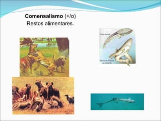 Comensalismo  (+/o) Restos alimentares. 