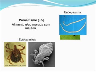 Parasitismo  (+/-) Alimento e/ou morada sem matá-lo. Ectoparasitas Endoparasitas 