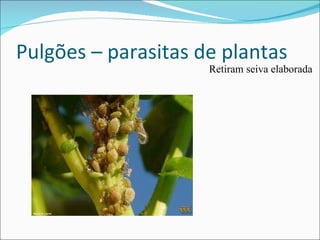 Pulgões – parasitas de plantas  Retiram seiva elaborada 