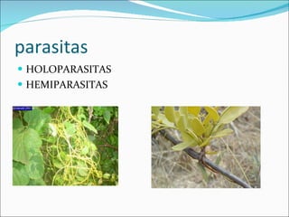 parasitas HOLOPARASITAS HEMIPARASITAS 