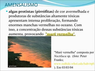 AMENSALISMO algas protistas   (pirrófitas)  de cor avermelhada e produtoras de substâncias altamente tóxicas apresentam intensa proliferação, formando enormes manchas vermelhas no oceano. Com isso, a concentração dessas substâncias tóxicas aumenta, provocando  “ maré vermelha ”.   "Maré vermelha" composta por  Noctiluca  sp.  (foto: Peter Franks;  www.redtide.whoi.edu/hab/rtphotos/rtphotos.html ). Em 03/03/04 