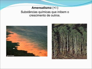 Amensalismo  (+/-) Substâncias químicas que inibem o crescimento de outros. 