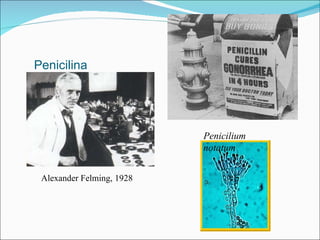 Penicilina Alexander Felming, 1928 Penicilium notatum 