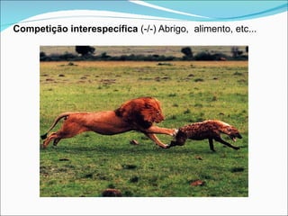 Competição interespecífica  (-/-) Abrigo,  alimento, etc... 