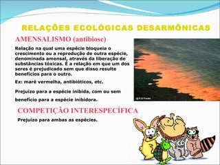 RELAÇÕES ECOLÓGICAS DESARMÔNICAS AMENSALISMO (antibiose) Relação na qual uma espécie bloqueia o crescimento ou a reprodução de outra espécie, denominada amensal, através da liberação de substâncias tóxicas. É a relação em que um dos seres é prejudicado sem que disso resulte benefícios para o outro. Ex: maré vermelha, antibióticos, etc. Prejuízo para a espécie inibida, com ou sem benefício para a espécie inibidora.   COMPETIÇÃO INTERESPECÍFICA Prejuízo para ambas as espécies. 
