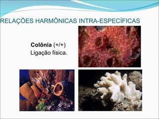 RELAÇÕES HARMÔNICAS INTRA-ESPECÍFICAS Colônia  (+/+)  Ligação física. 