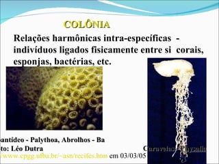 COLÔNIA Relações harmônicas intra-específicas  - indivíduos ligados fisicamente entre si  corais, esponjas, bactérias, etc. Caravelas -  Physalia Zoantídeo - Palythoa, Abrolhos - Ba Foto: Léo Dutra http://www.cpgg.ufba.br/~asn/recifes.htm  em 03/03/05 