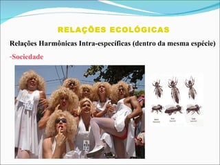 RELAÇÕES ECOLÓGICAS Relações Harmônicas Intra-específicas (dentro da mesma espécie) Sociedade 