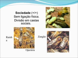 Sociedade  (+/+) Sem ligação física. Divisão em castas sociais. Zangão Rainha  Operária 