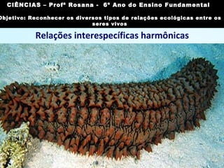 Relações interespecíficas harmônicas
Inquilinismo:
• associação entre indivíduos de
espécies diferentes em que
apenas uma espécie é
beneficiada (o inquilino) sem
prejuízo para a outra espécie (o
hospedeiro);
• exemplo: fierásfer e pepino-do-
-mar.
Imagem: DirkvdM/ GNU Free Documentation
License
CIÊNCIAS, 7º Ano do Ensino Fundamental
Reconhecer os diversos tipos de relações ecológicas
entre os seres vivos
CIÊNCIAS – Profª Rosana - 6º Ano do Ensino Fundamental
Objetivo: Reconhecer os diversos tipos de relações ecológicas entre os
seres vivos
 