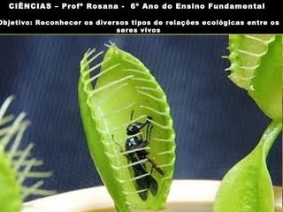 Relações interespecíficas desarmônicas
Predatismo:
• estabelece-se entre uma espécie
predadora e outra espécie
denominada presa;
• exemplo: qualquer animal que
devora outros animais.
Imagem: MatthiasKabel/ GNU Free
Documentation License
CIÊNCIAS, 7º Ano do Ensino Fundamental
Reconhecer os diversos tipos de relações ecológicas
entre os seres vivos
CIÊNCIAS – Profª Rosana - 6º Ano do Ensino Fundamental
Objetivo: Reconhecer os diversos tipos de relações ecológicas entre os
seres vivos
 